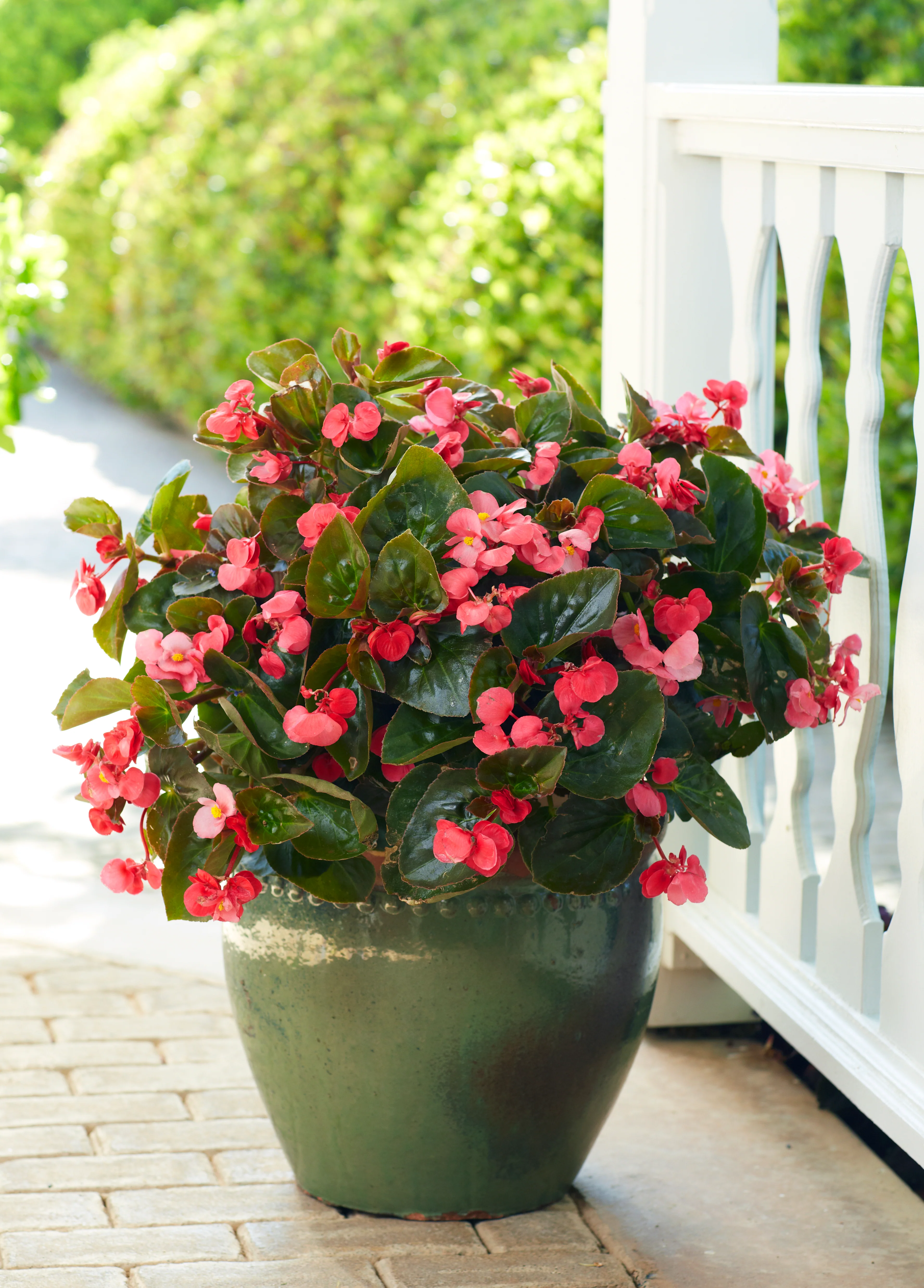 Surefire® Rose Begonia | Proven Winners® - Image 3
