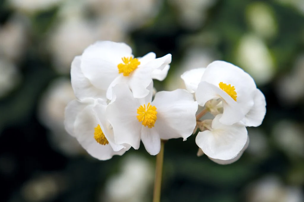 Surefire® White Begonia | Proven Winners® - Image 2