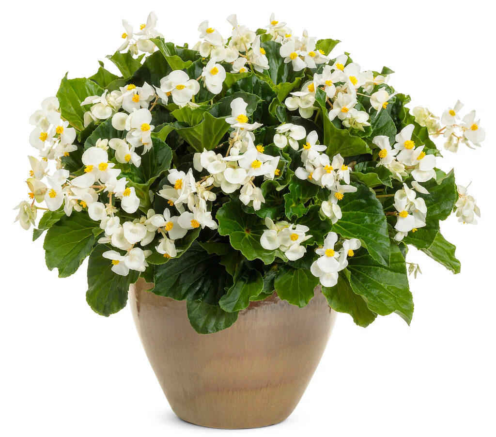 Surefire® White Begonia | Proven Winners® - Image 3