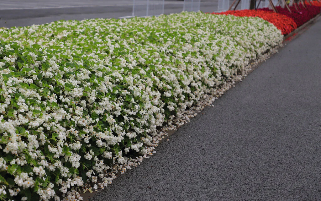 Surefire® White Begonia | Proven Winners® - Image 4