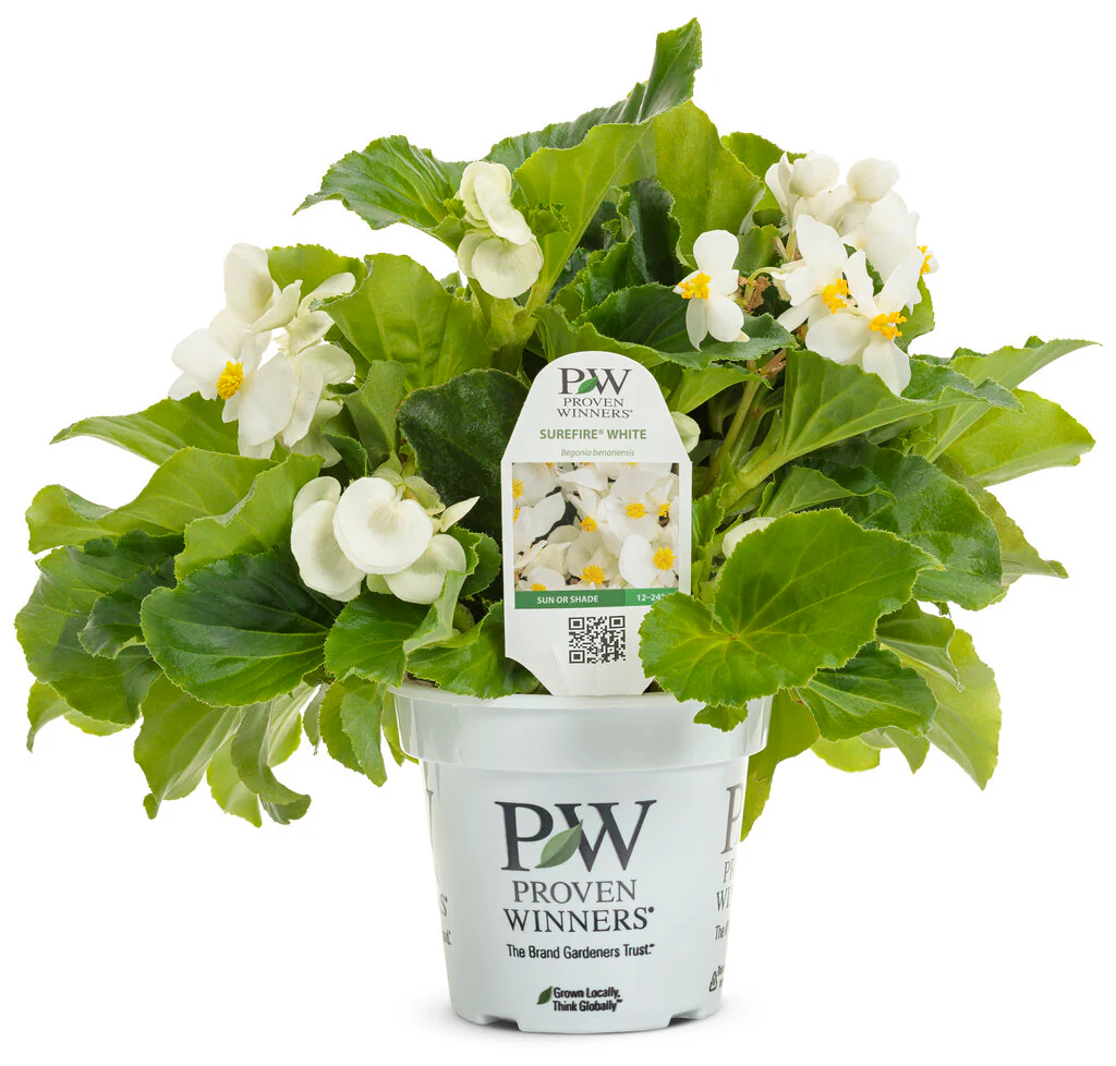 Surefire® White Begonia | Proven Winners® - Image 5