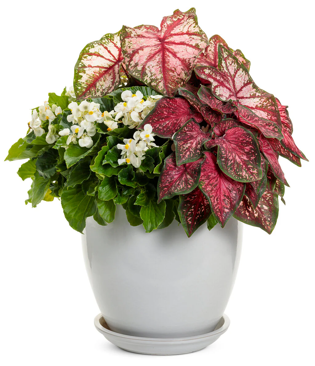 Surefire® White Begonia | Proven Winners® - Image 6