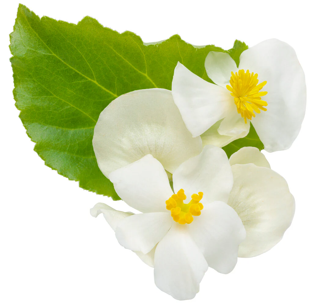 Surefire® White Begonia | Proven Winners® - Image 7