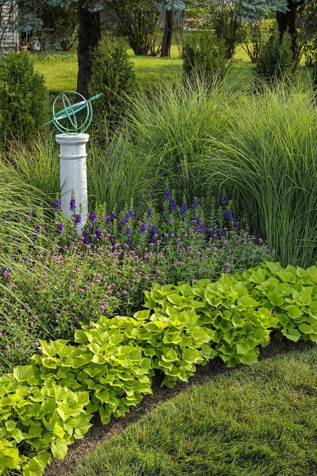 Sweet Caroline Bewitched Green with Envy™ Sweet Potato Vine - Image 2