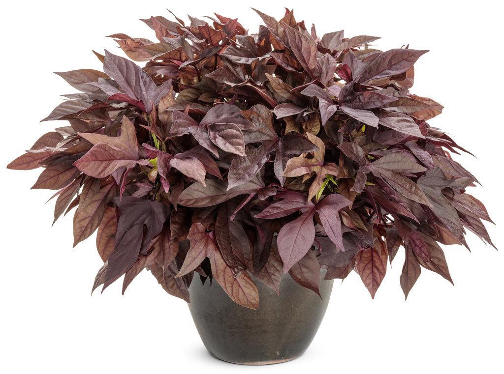 Sweet Caroline Red Hawk™ Ornamental Sweet Potato Vine | - Image 2