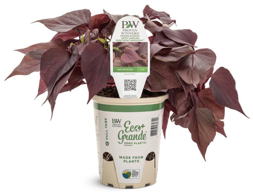 Sweet Caroline Red Hawk™ Ornamental Sweet Potato Vine | - Image 3