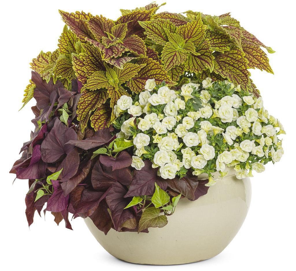 Sweet Caroline Sweetheart Mahogany™ Ornamental Sweet Potato Vine - Image 2