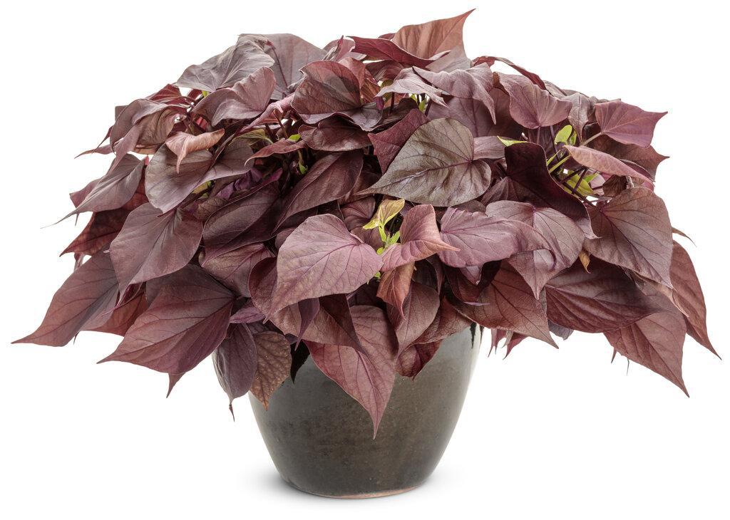 Sweet Caroline Sweetheart Mahogany™ Ornamental Sweet Potato Vine - Image 3