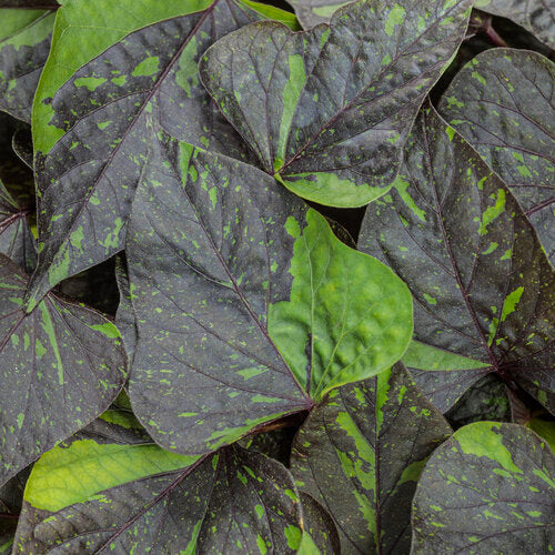 Sweet Caroline Sweetheart Shadowstorm Sweet Potato Vine | Proven Winners® - Image 2