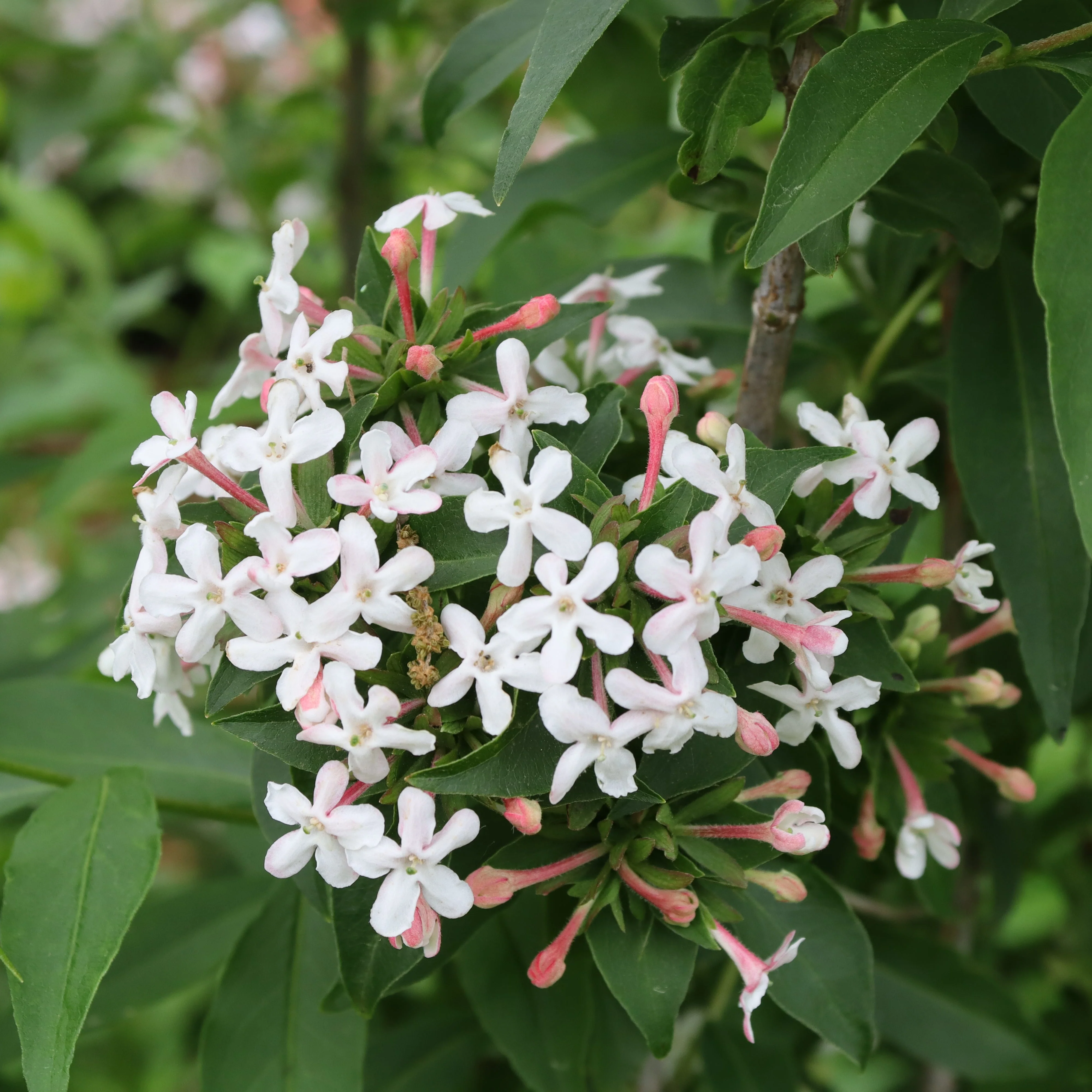 SWEET EMOTION BLAZE™ Abelia