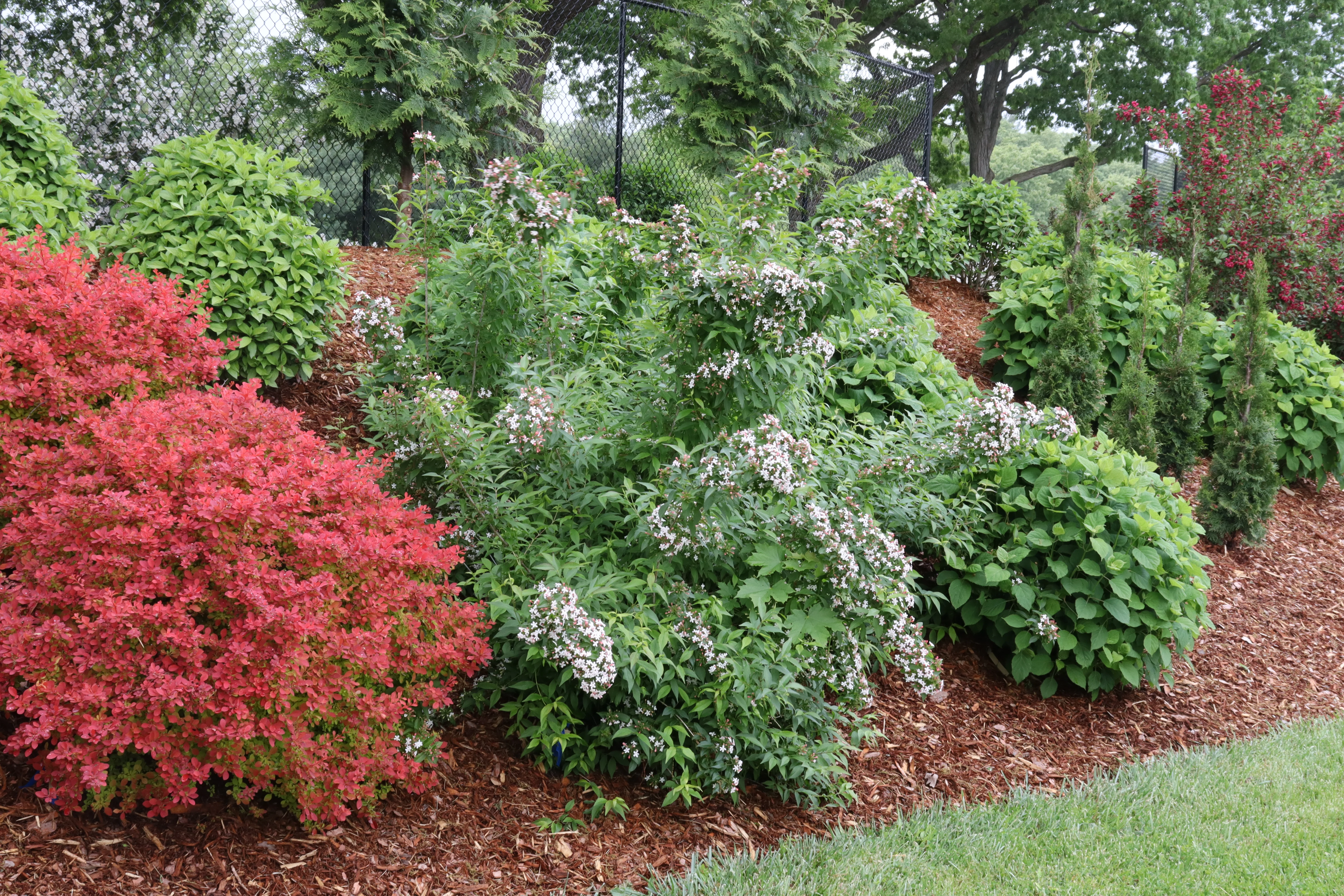 SWEET EMOTION BLAZE™ Abelia - Image 2