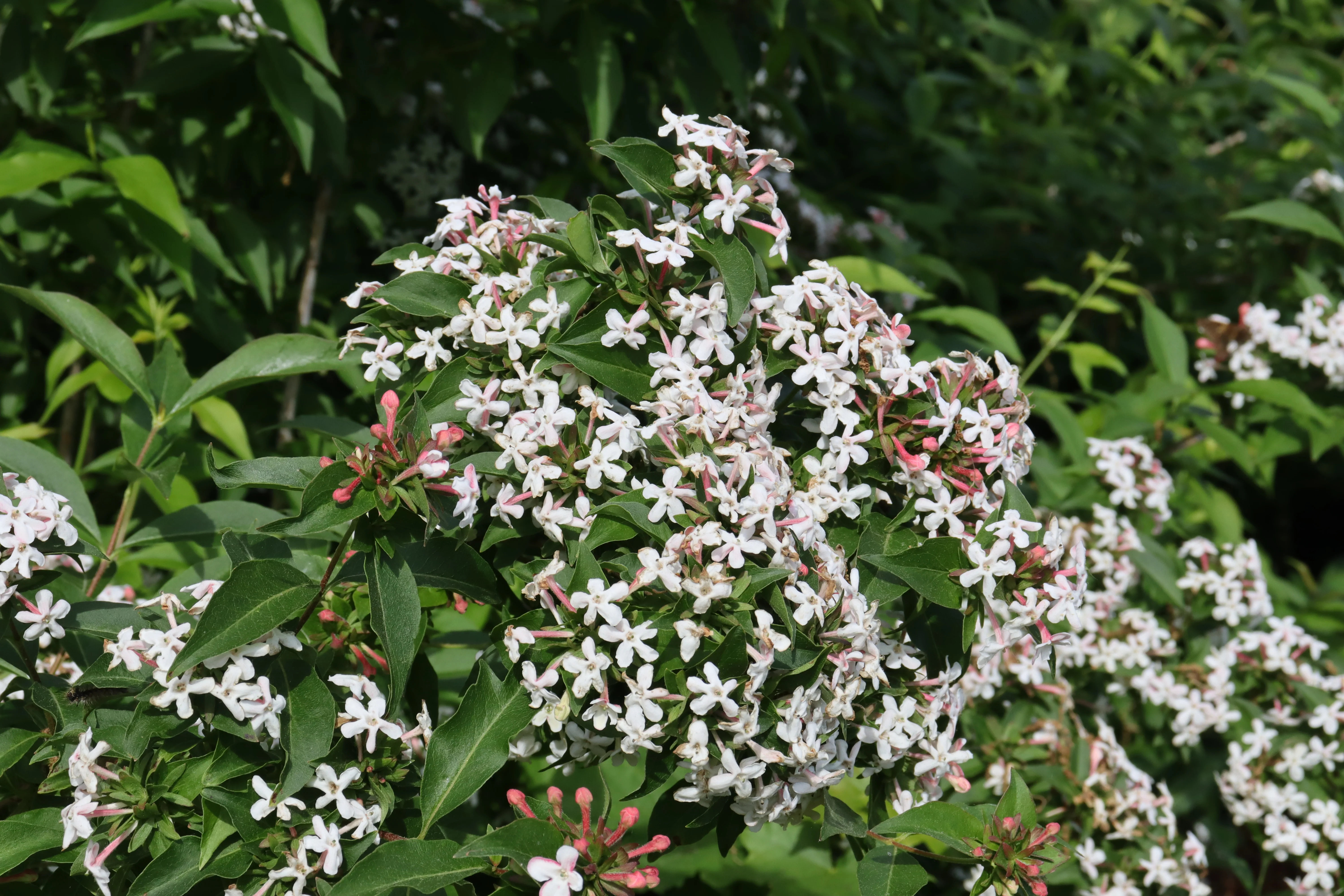 SWEET EMOTION BLAZE™ Abelia - Image 3