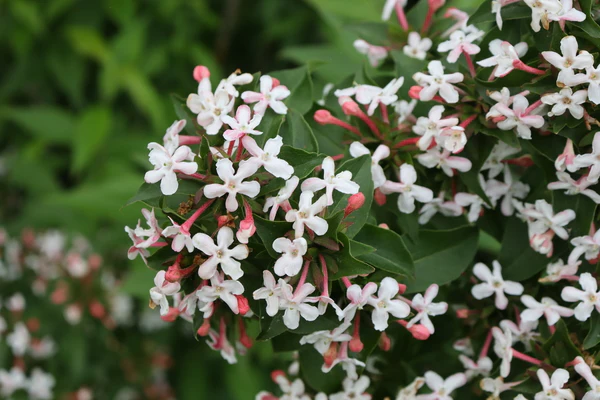 SWEET EMOTION BLAZE™ Abelia - Image 5