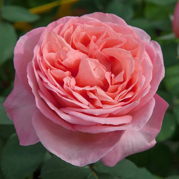 Sweet Mademoiselle™ Rose | Star® Roses