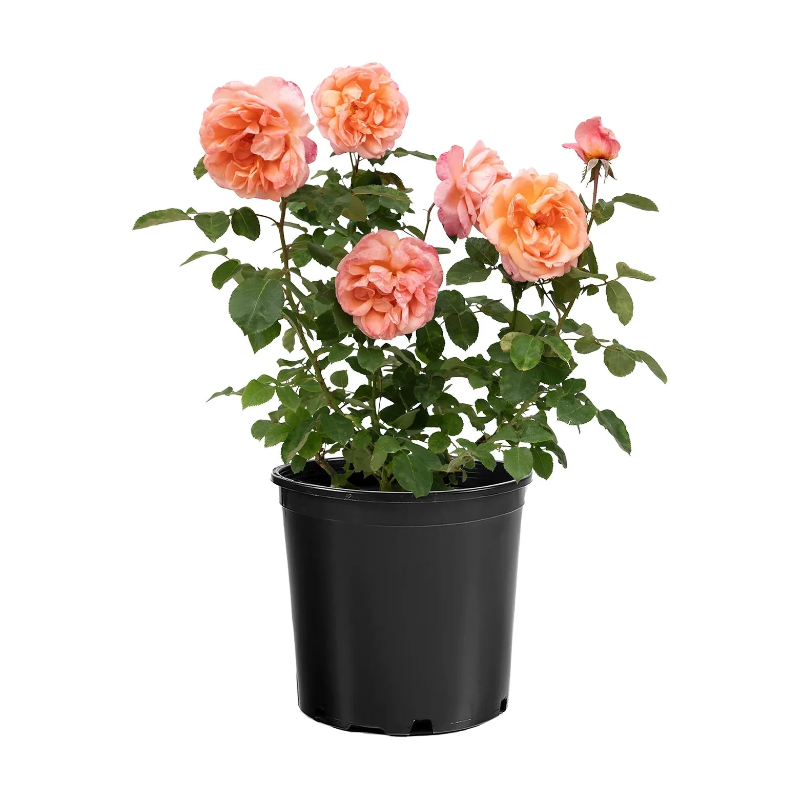 Sweet Mademoiselle™ Rose | Star® Roses - Image 2