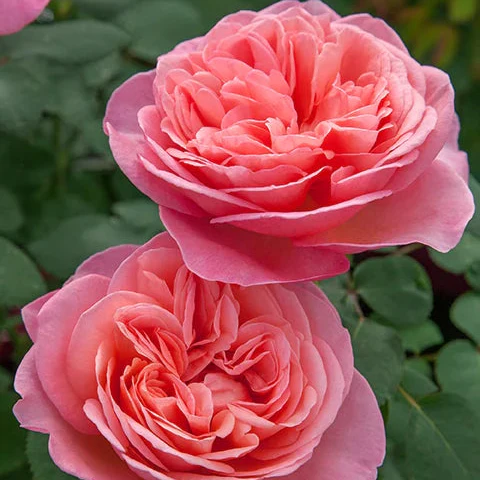 Sweet Mademoiselle™ Rose | Star® Roses - Image 3