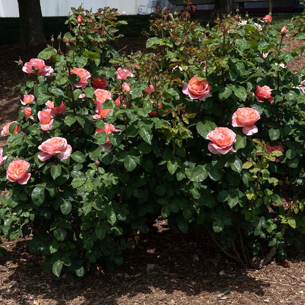 Sweet Mademoiselle™ Rose | Star® Roses - Image 4