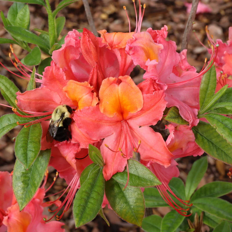 SWEET REWARD™ Coral Azalea