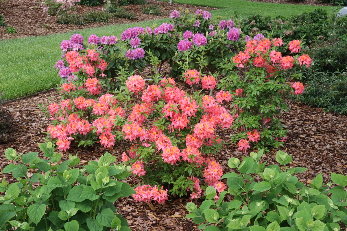 SWEET REWARD™ Coral Azalea - Image 2