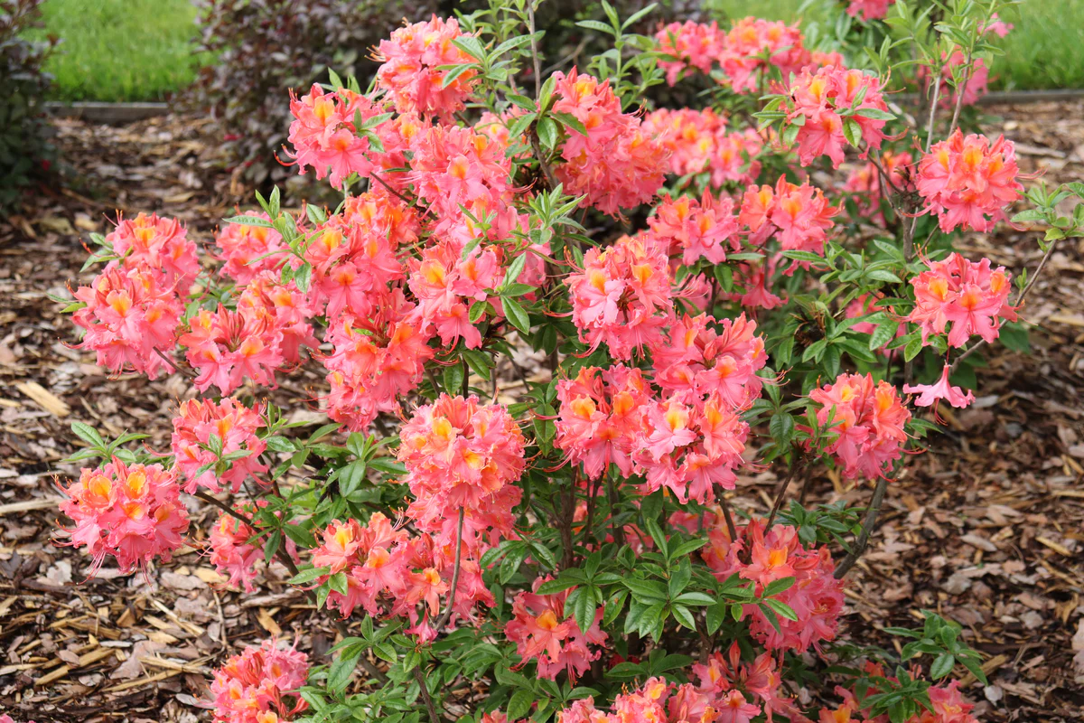 SWEET REWARD™ Coral Azalea - Image 3