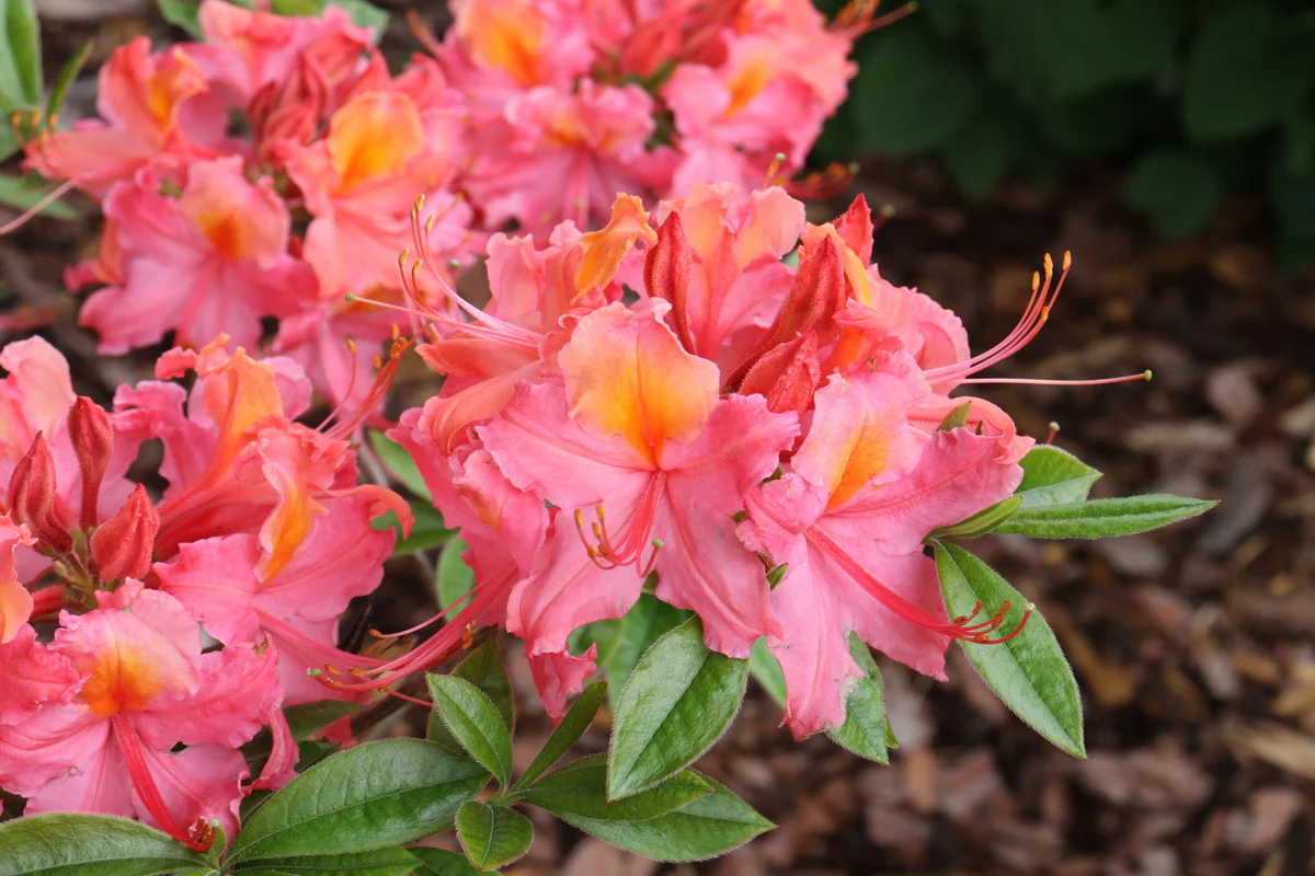 SWEET REWARD™ Coral Azalea - Image 4