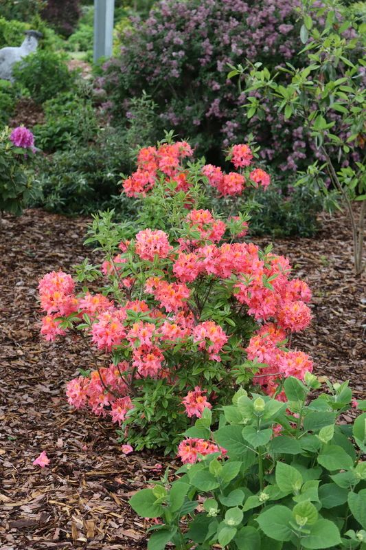 SWEET REWARD™ Coral Azalea - Image 5