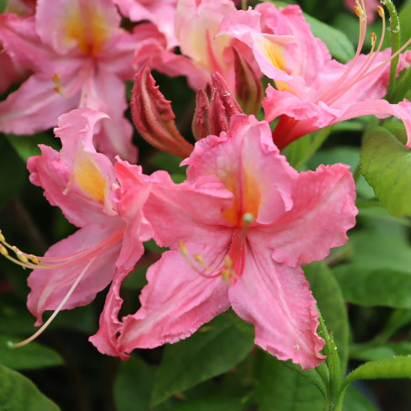 SWEET REWARD™ Pink Azalea