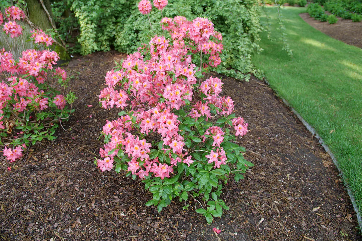 SWEET REWARD™ Pink Azalea - Image 2