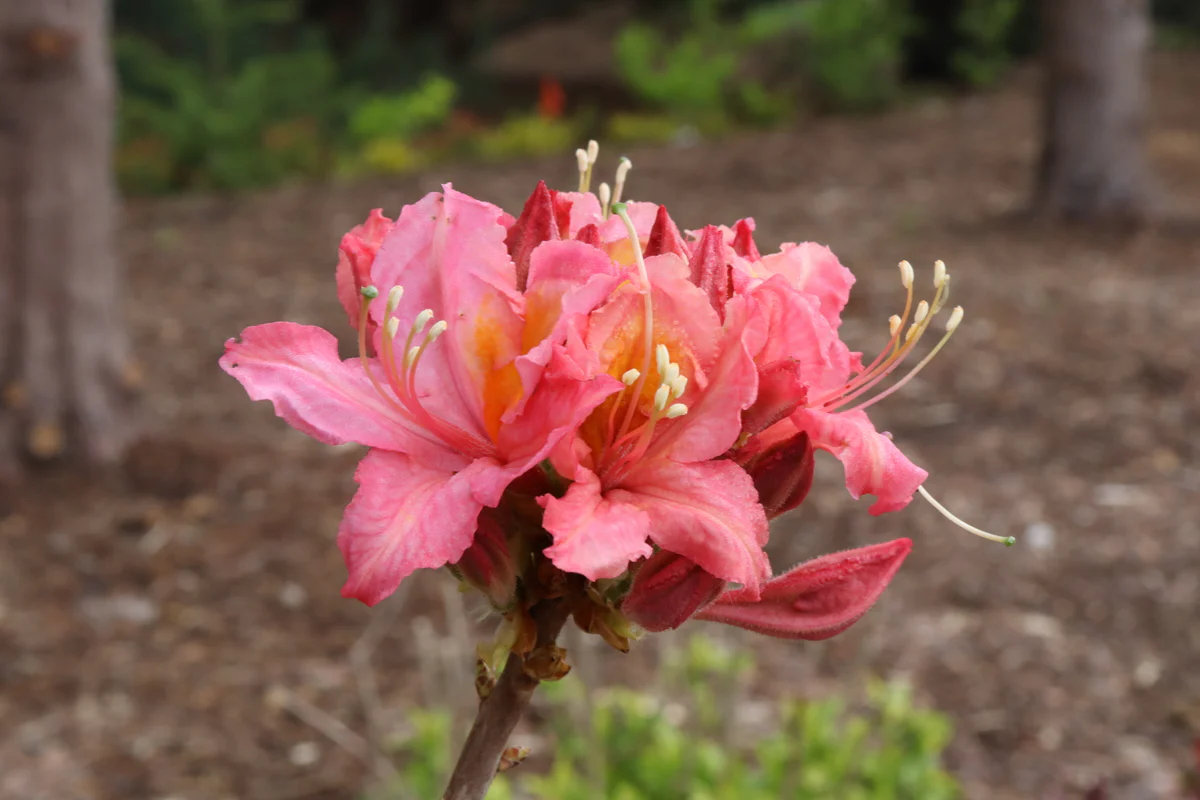 SWEET REWARD™ Pink Azalea - Image 3