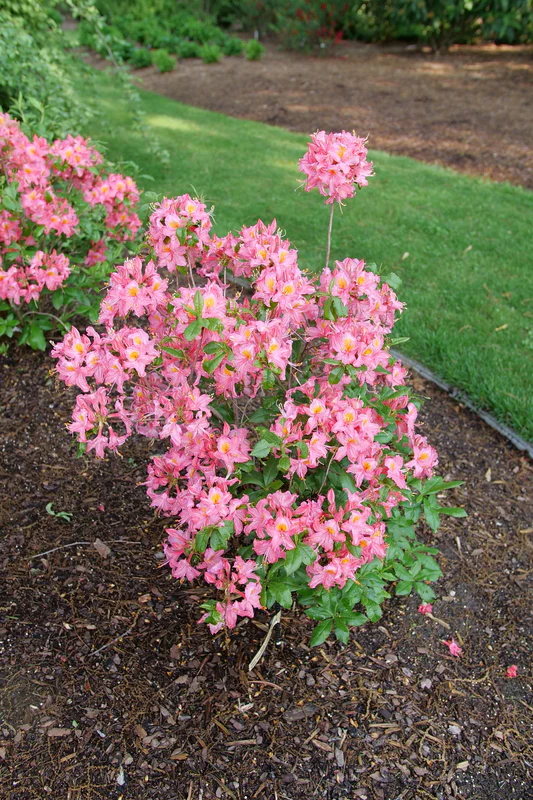 SWEET REWARD™ Pink Azalea - Image 4