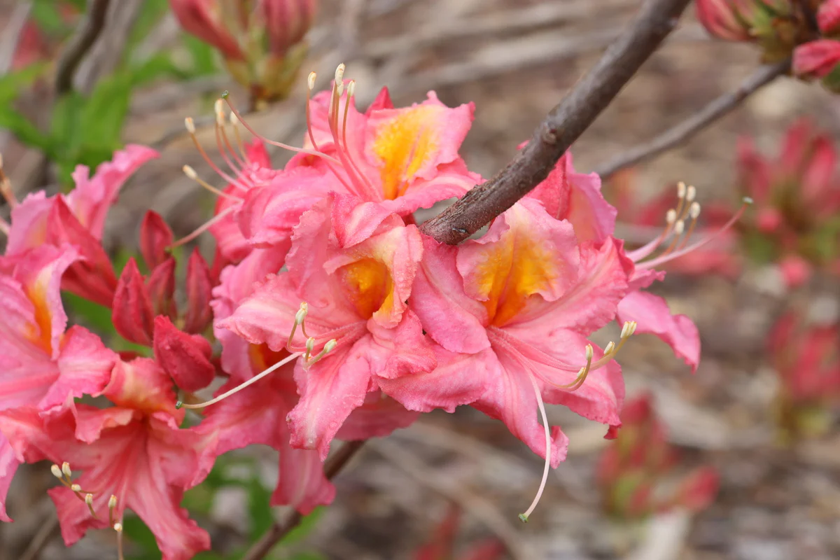 SWEET REWARD™ Pink Azalea - Image 5