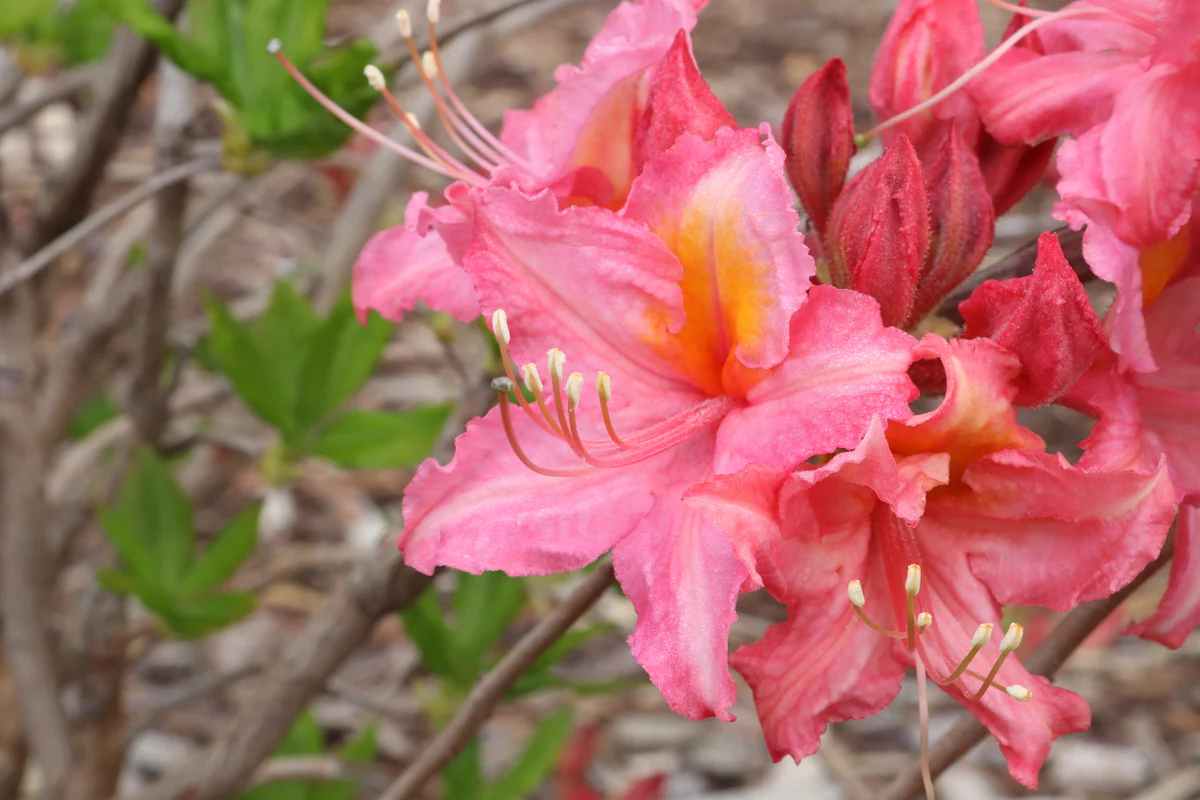 SWEET REWARD™ Pink Azalea - Image 6