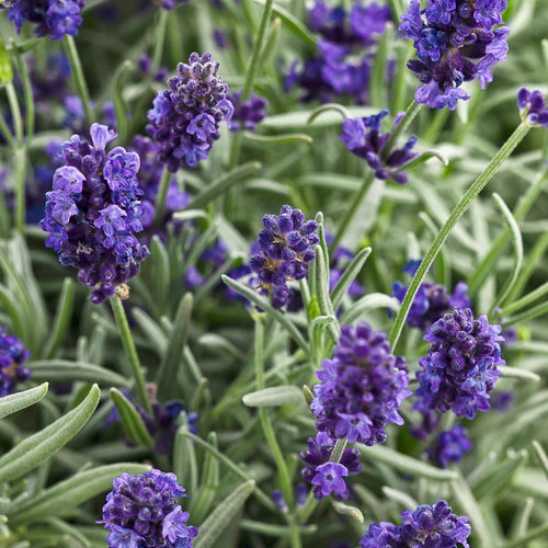 SWEET ROMANCE® Lavender | Proven Winners® - Image 3