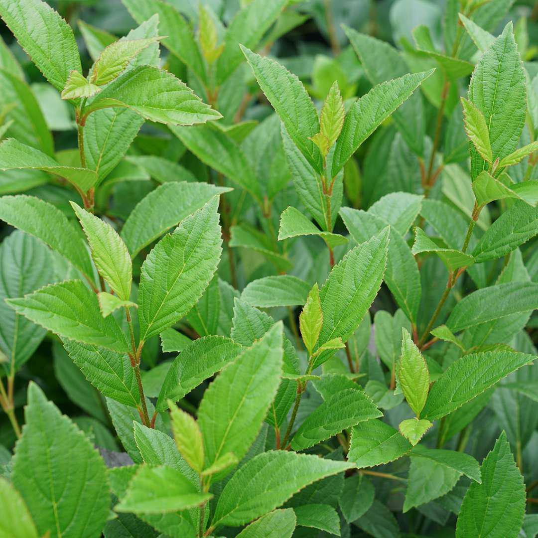 SWEET TALKER® viburnum | Proven Winners® - Image 3