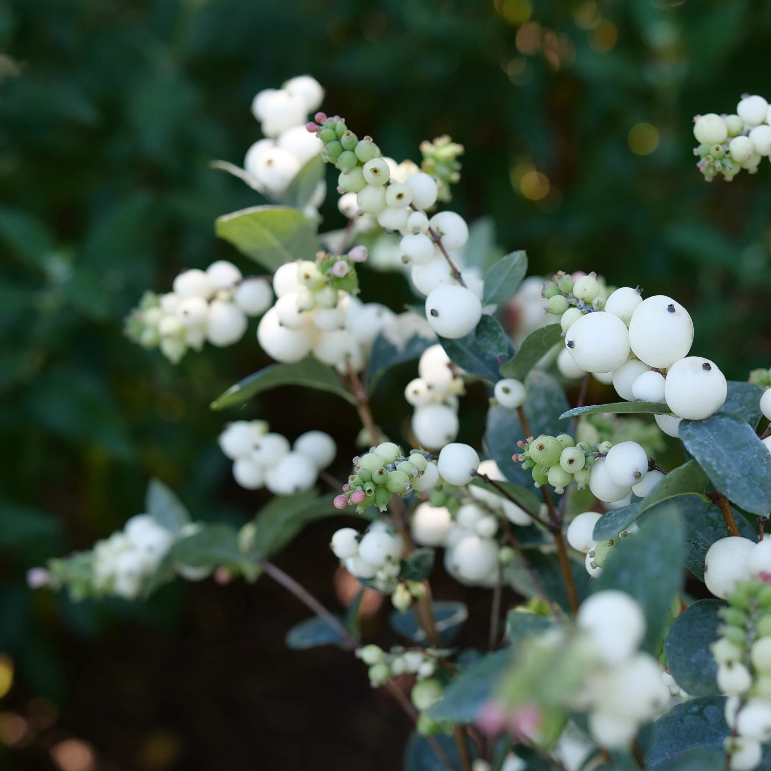 PROUD BERRY® Pearl | Proven Winners® - Image 2