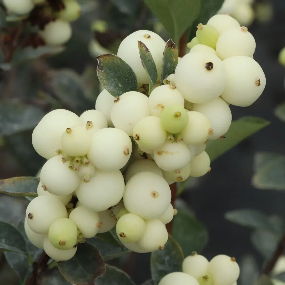 PROUD BERRY® Pearl | Proven Winners® - Image 5