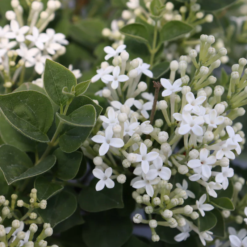 BLOOMERANG SHOWMOUND® Reblooming Lilac | Proven Winners®
