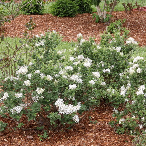 BLOOMERANG SHOWMOUND® Reblooming Lilac | Proven Winners® - Image 2