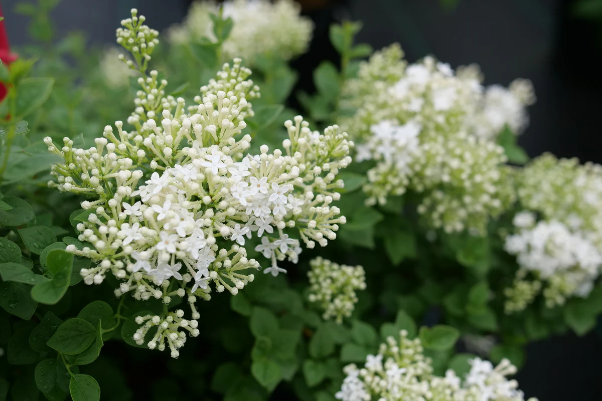 BLOOMERANG SHOWMOUND® Reblooming Lilac | Proven Winners® - Image 3