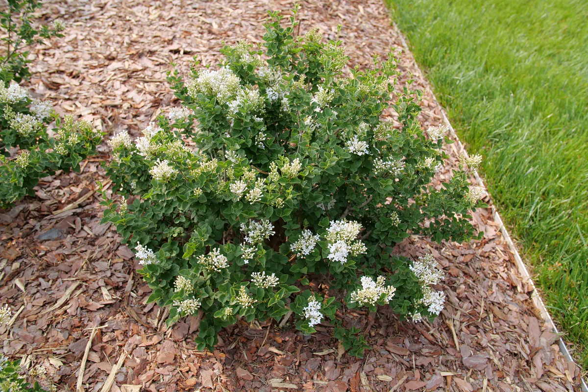 BLOOMERANG SHOWMOUND® Reblooming Lilac | Proven Winners® - Image 4