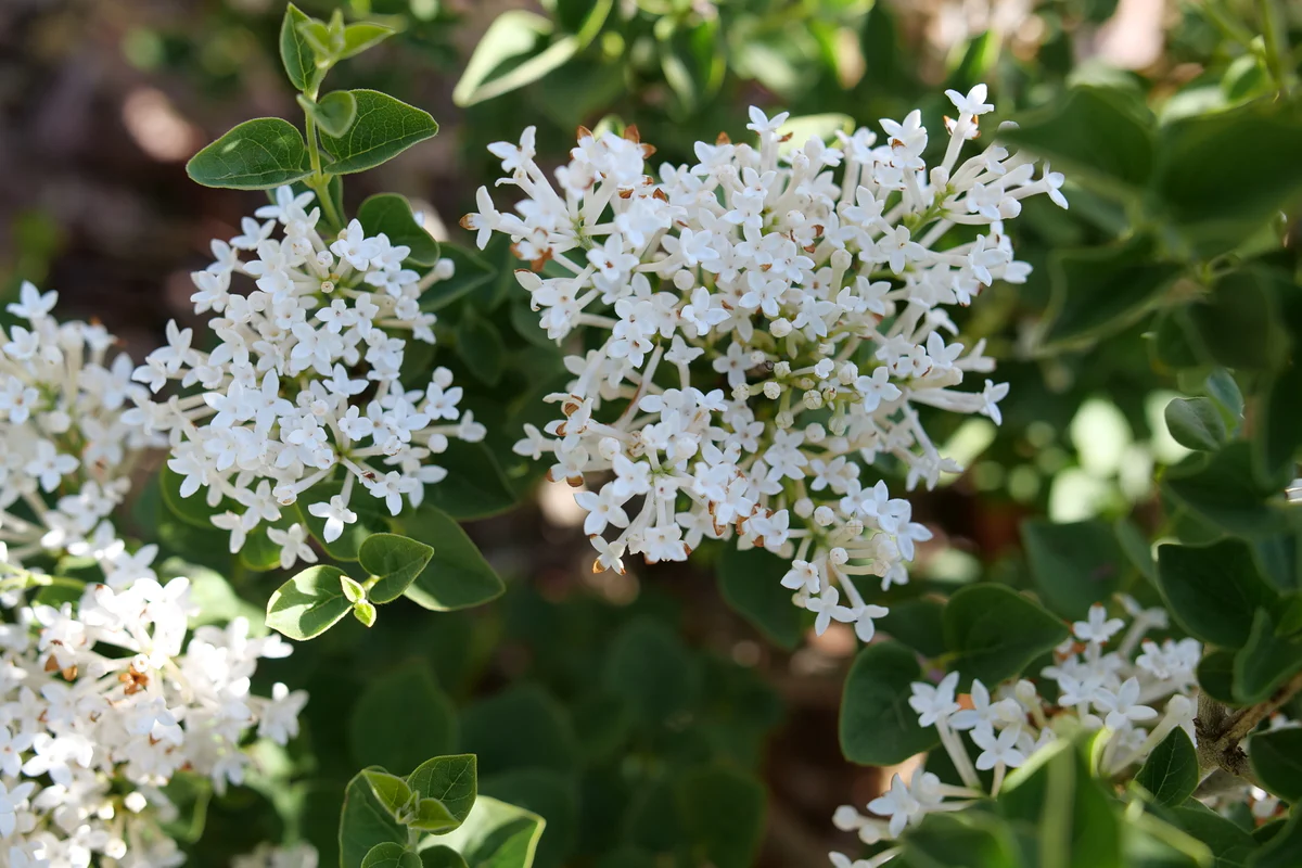 BLOOMERANG SHOWMOUND® Reblooming Lilac | Proven Winners® - Image 5