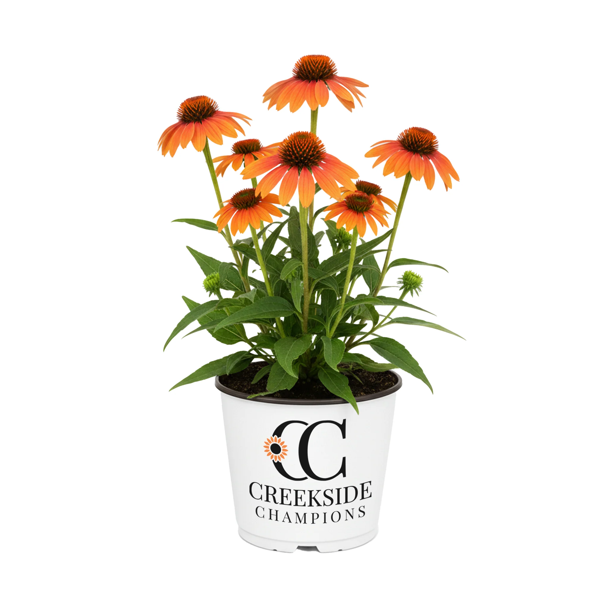 ‘Tangerine Dream’ Echinacea | Creekside Champions™