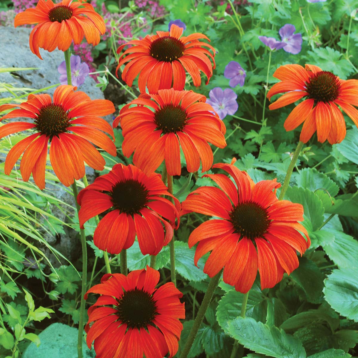 ‘Tangerine Dream’ Echinacea | Creekside Champions™ - Image 2