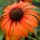 ‘Tangerine Dream’ Echinacea | Creekside Champions™ - Image 3
