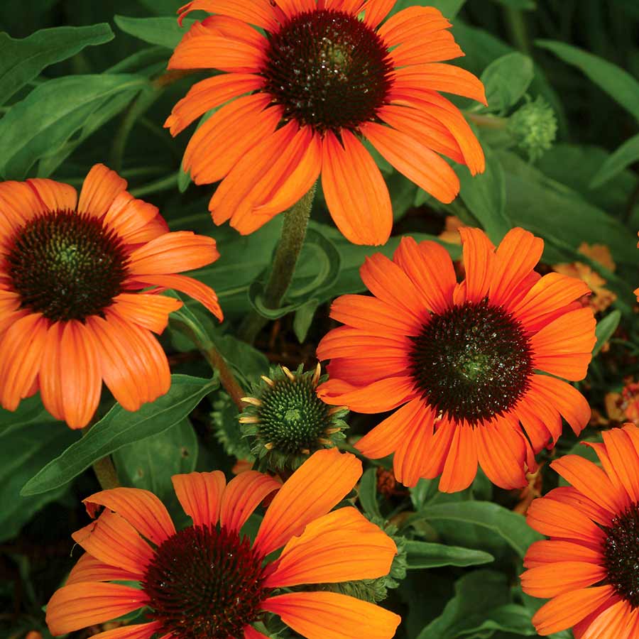 ‘Tangerine Dream’ Echinacea | Creekside Champions™ - Image 4