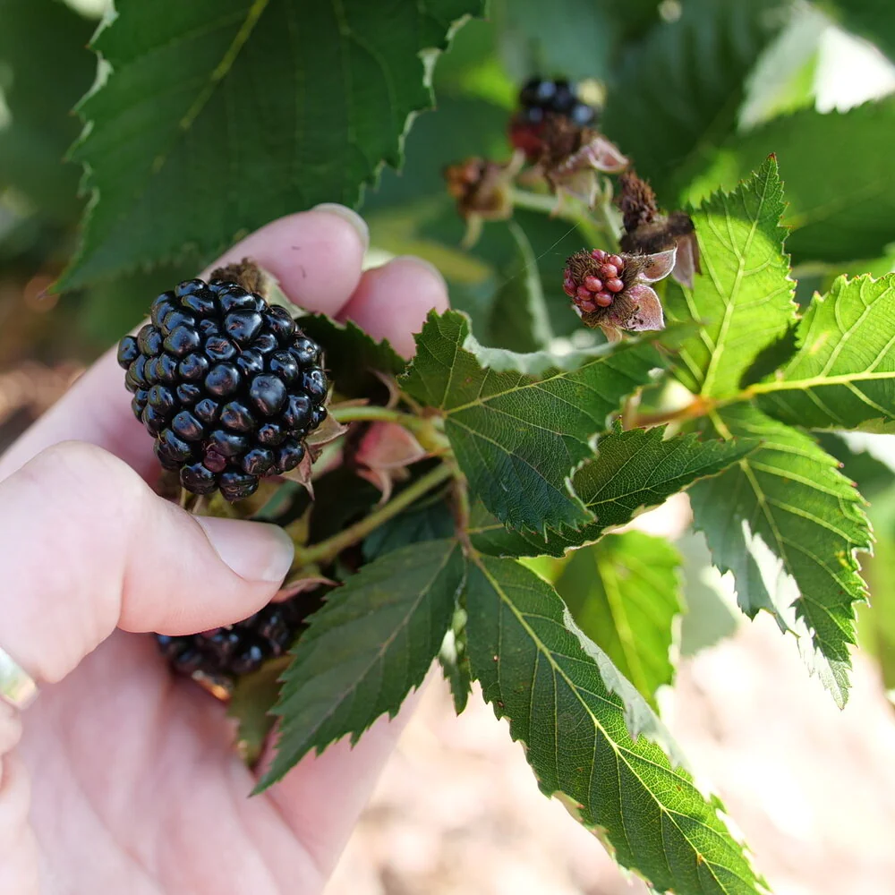Rubus TASTE OF HEAVEN™  Thornless Blackberry
