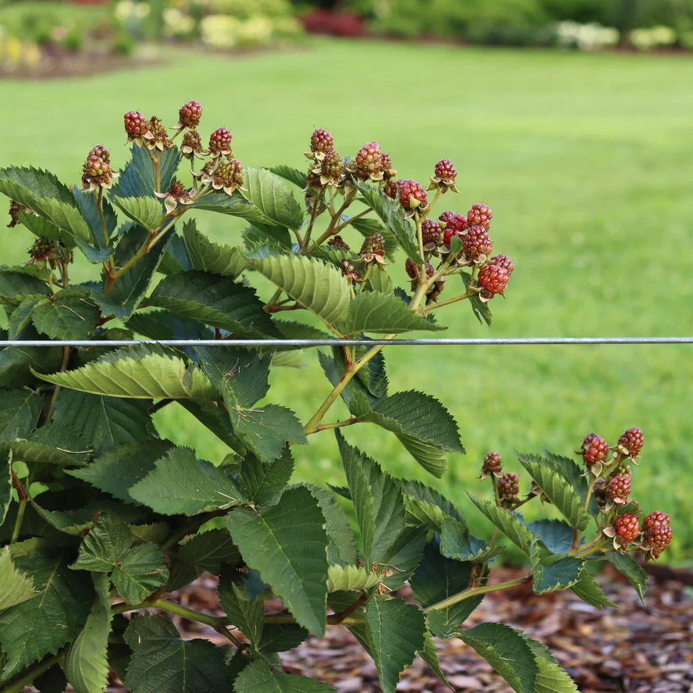 Rubus TASTE OF HEAVEN™  Thornless Blackberry - Image 2