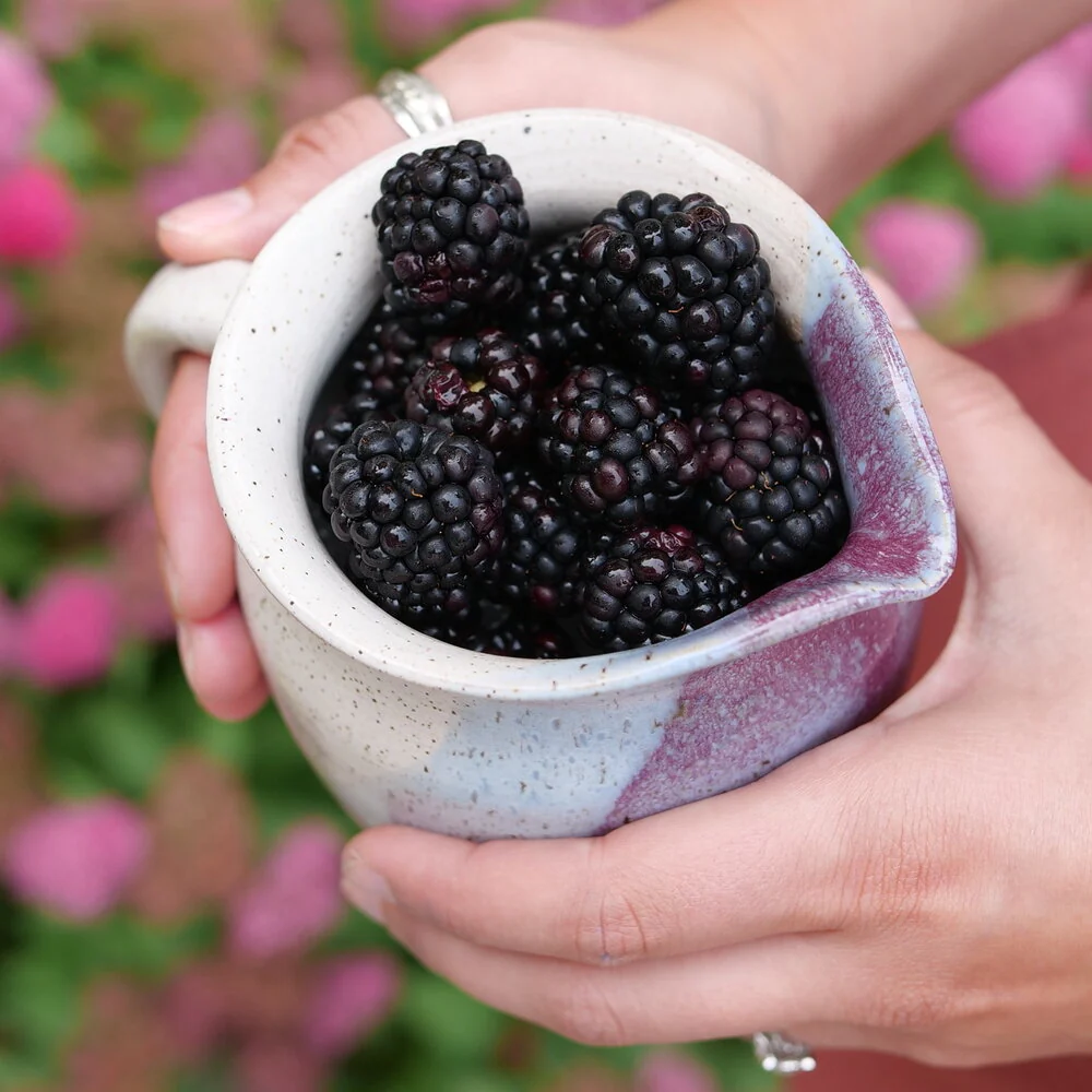 Rubus TASTE OF HEAVEN™  Thornless Blackberry - Image 3