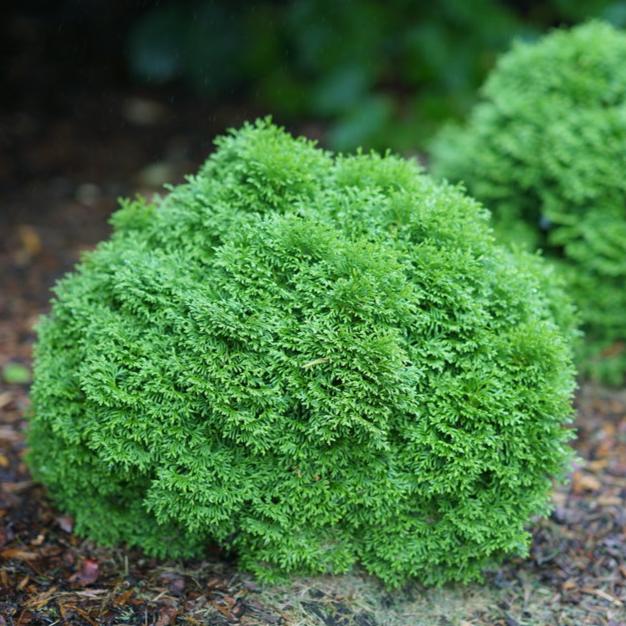 Tater Tot® Arborvitae Thuja
