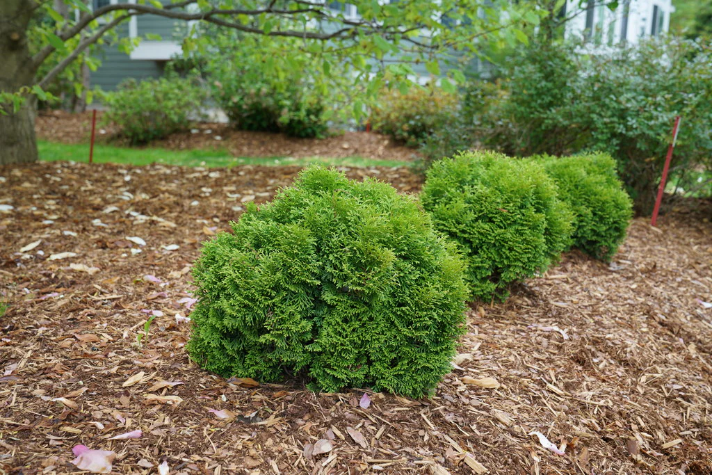 Tater Tot® Arborvitae Thuja - Image 2